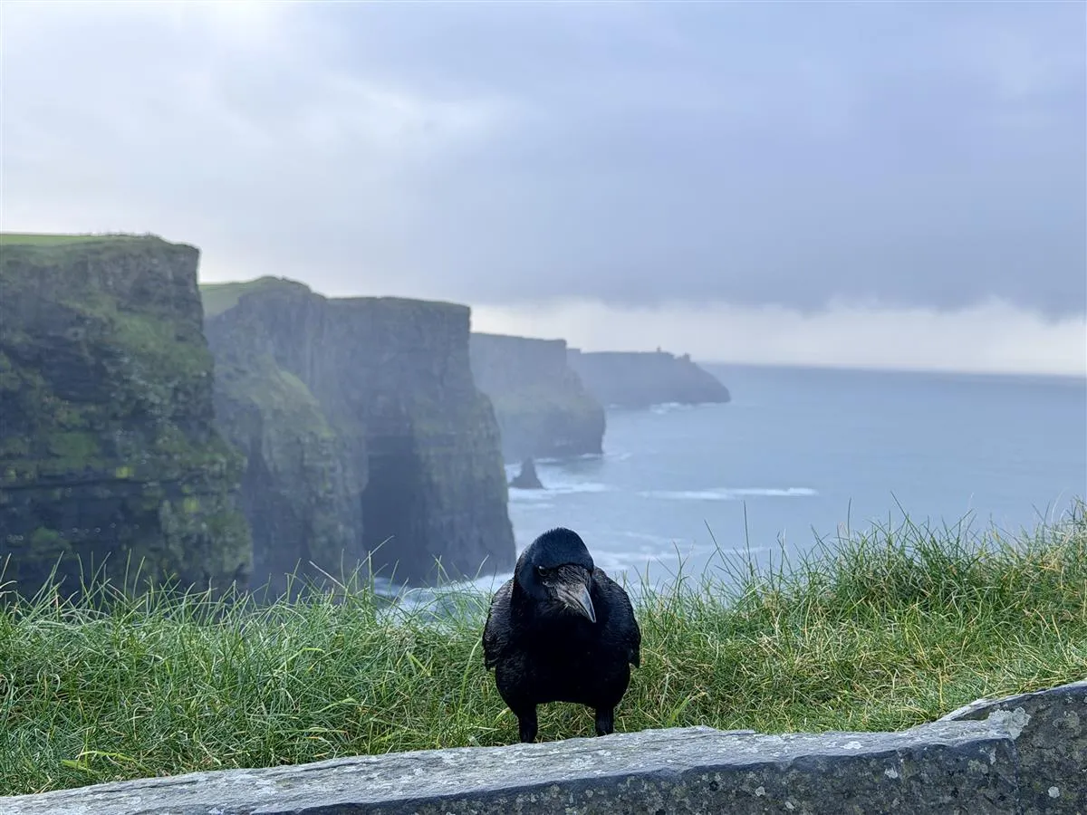 A crow perched at the Cliffs of Moher, Ireland