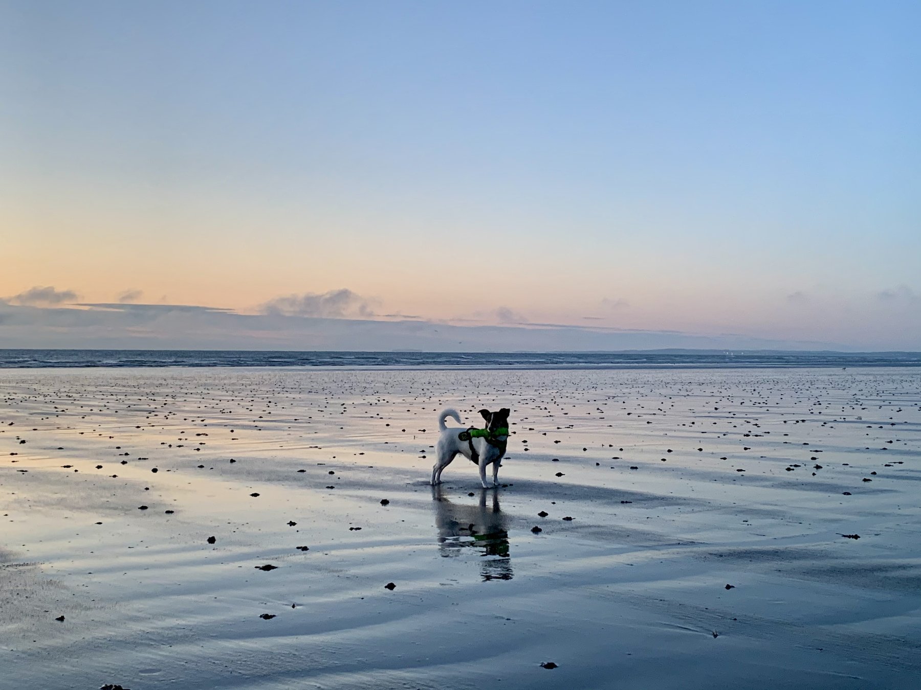 A dog silhouetted on the vast wet sands of Clogherhead Beach at dawn, standing alone against a soft pink and blue sunrise sky, reflection shimmering in the low tide below