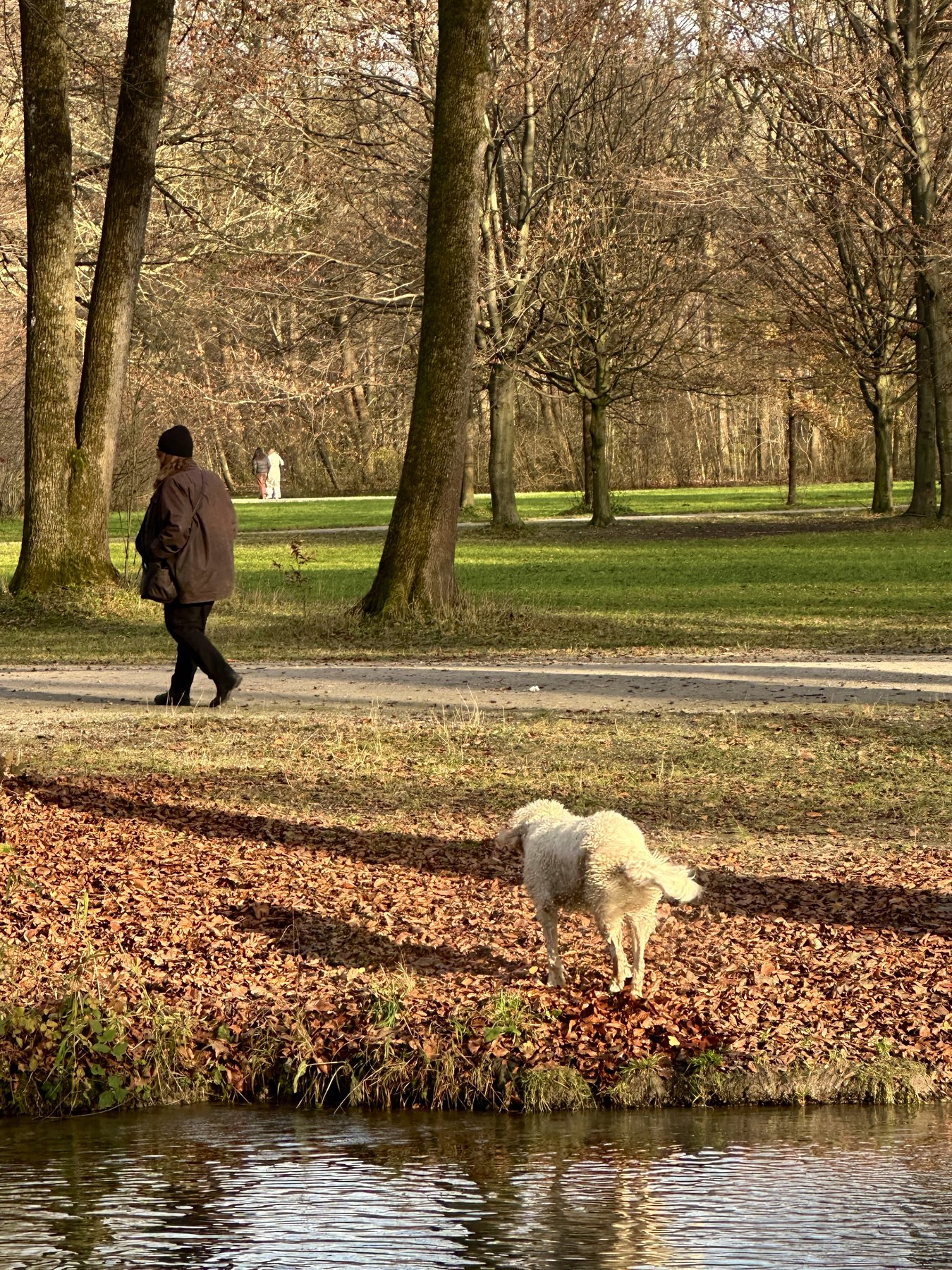 White fluffy dog sniffing at the edge of a pond in the Englischer Garten, Munich, person strolling through autumn leaves behind